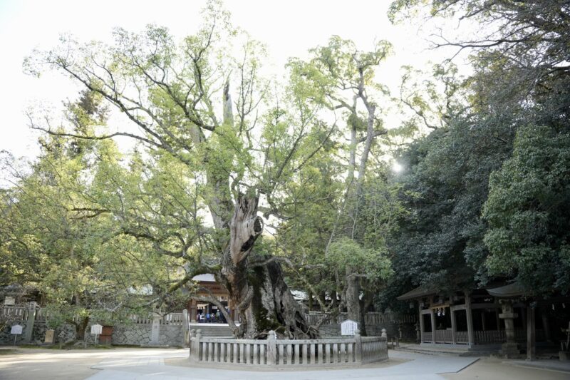 乎知命御手植の楠 大山祇神社 御神木