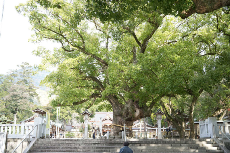 大麻比古神社 御神木