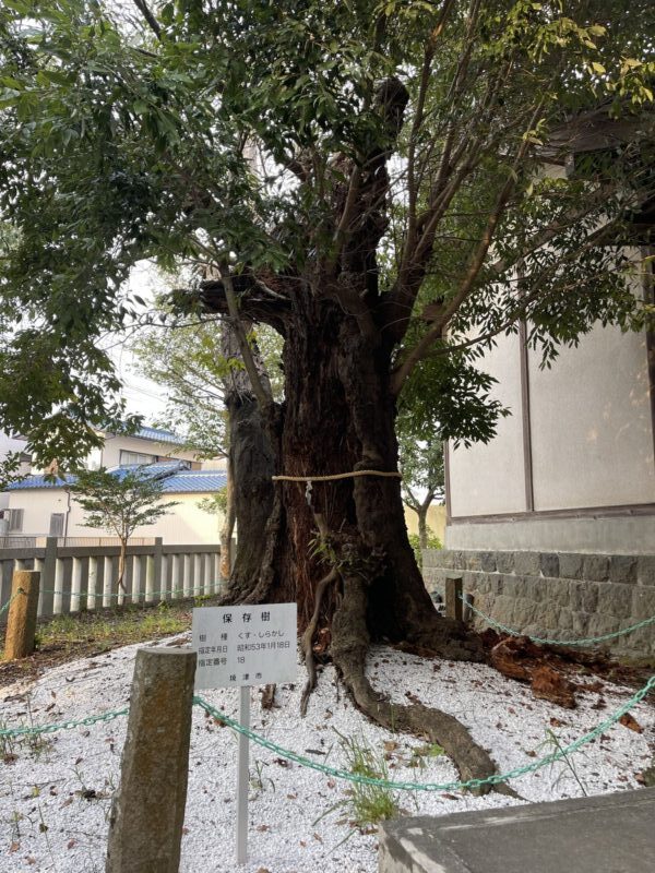 焼津大井神社 御神木